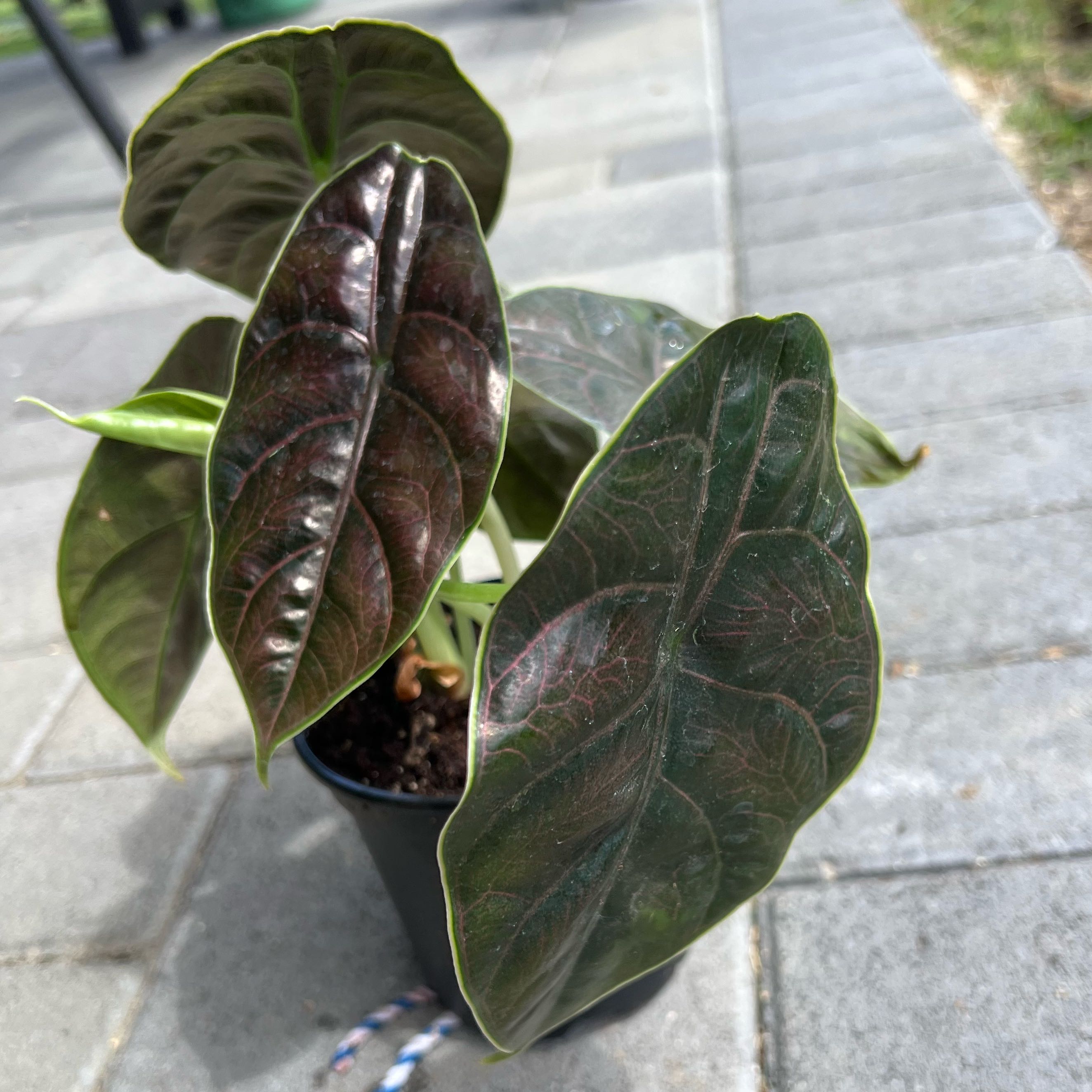 Photo of the plant species Alocasia Azlanii by @FamedLoquat70 named Queen on Greg, the plant care app