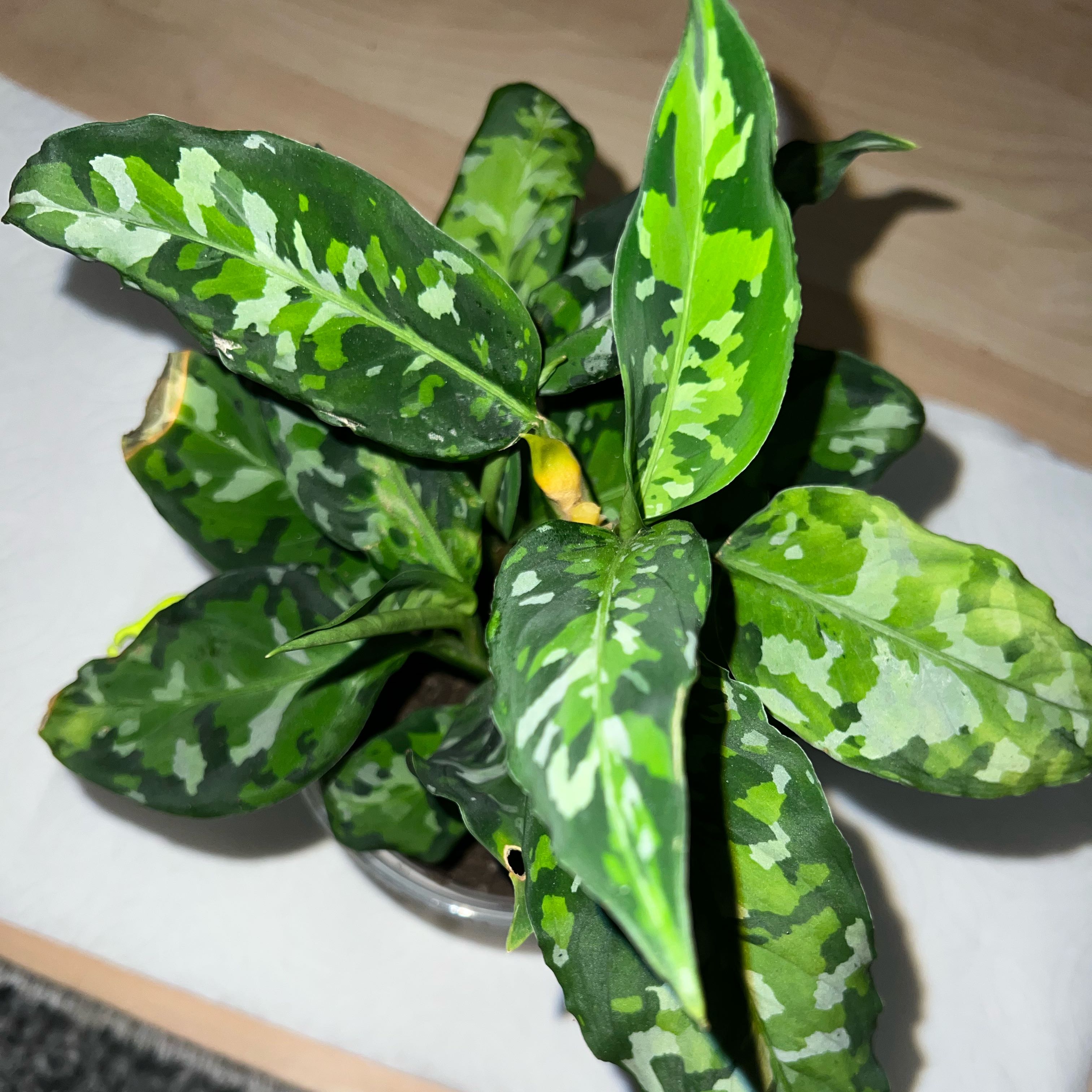 Photo of the plant species Aglaonema 'Tricolor' by @FamedLoquat70 named Aristotle on Greg, the plant care app