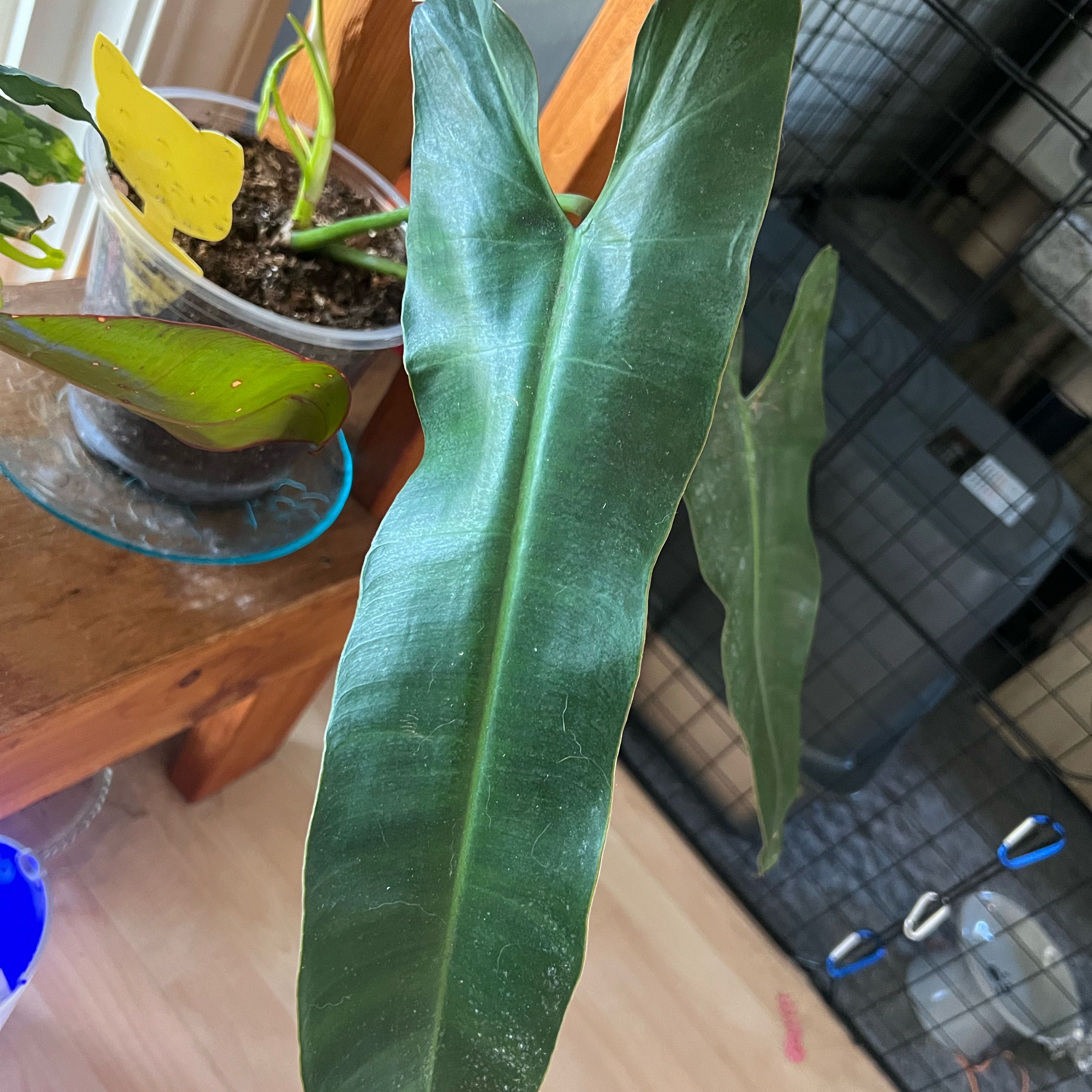 Photo of the plant species Philodendron atabapoense by @FamedLoquat70 named Girlfrond on Greg, the plant care app