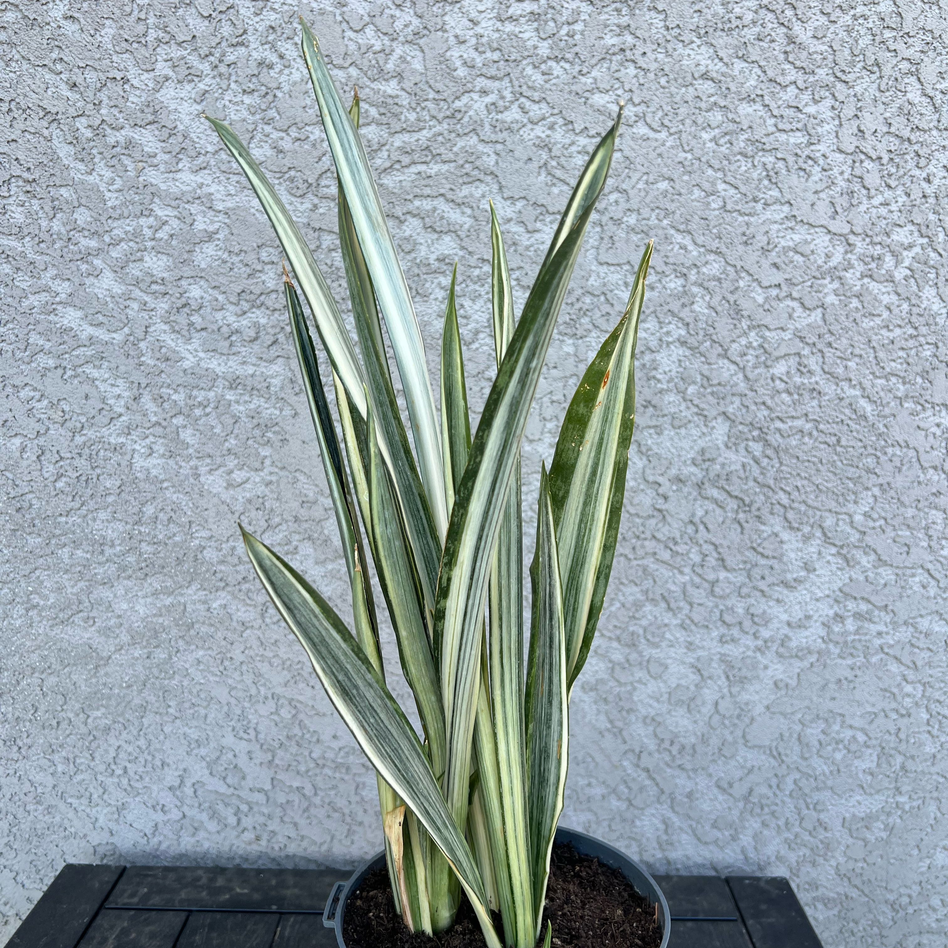 Photo of the plant species Sansevieria 'Bantel's Sensation' by @FamedLoquat70 named Bella on Greg, the plant care app