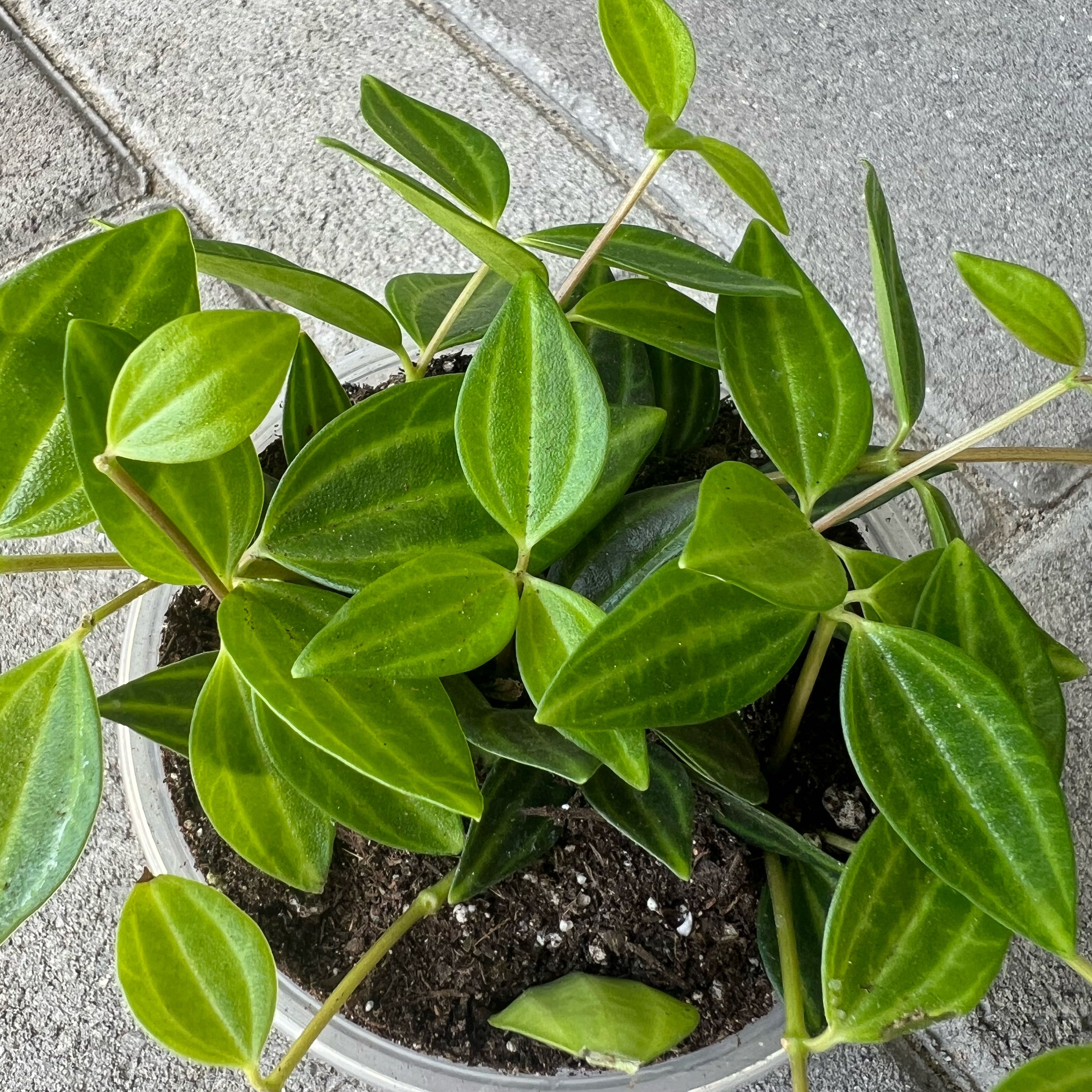 Photo of the plant species Peperomia 'Funky Frog' by @FamedLoquat70 named Peter Parker on Greg, the plant care app