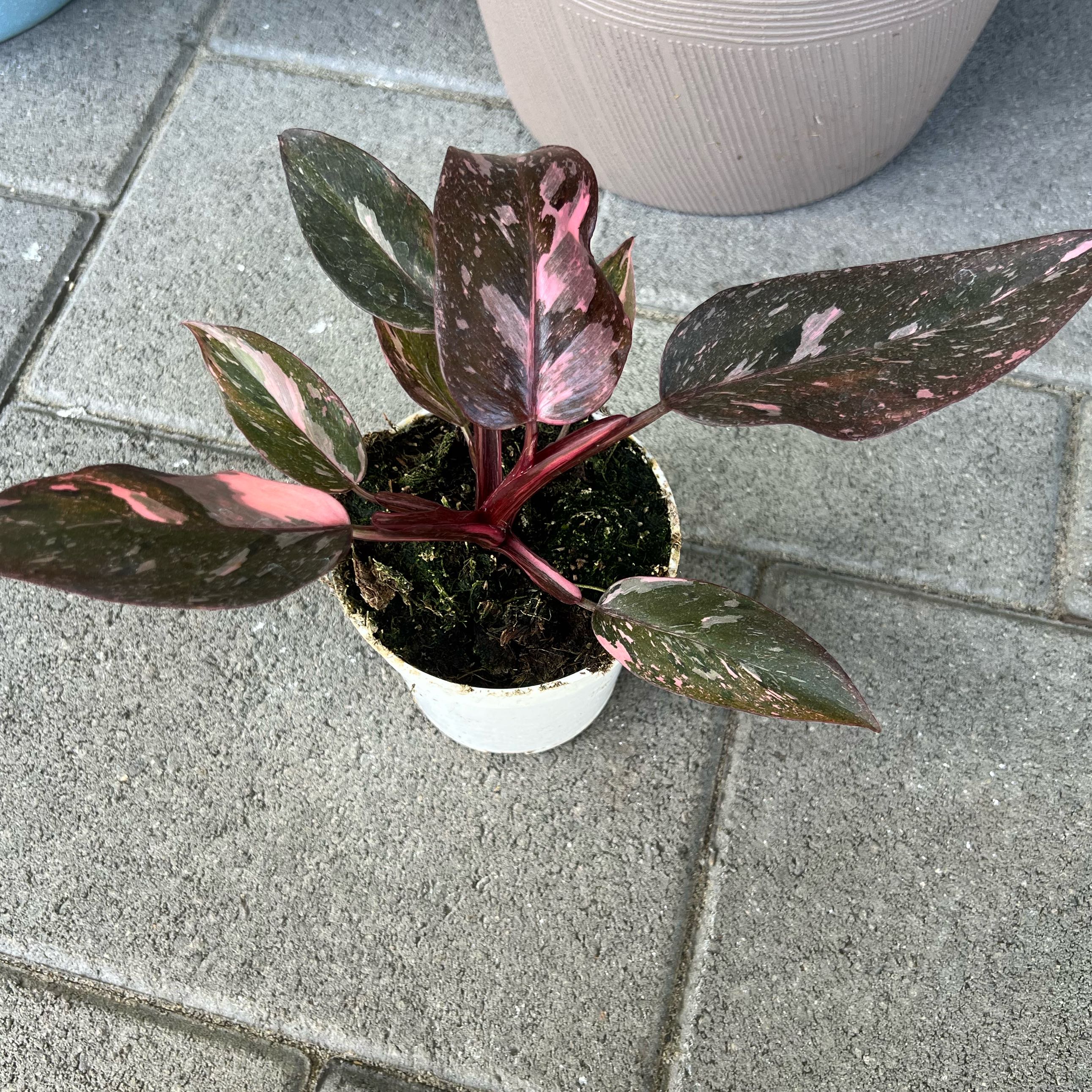 Photo of the plant species Pink Princess Galaxy by @FamedLoquat70 named Planty on Greg, the plant care app