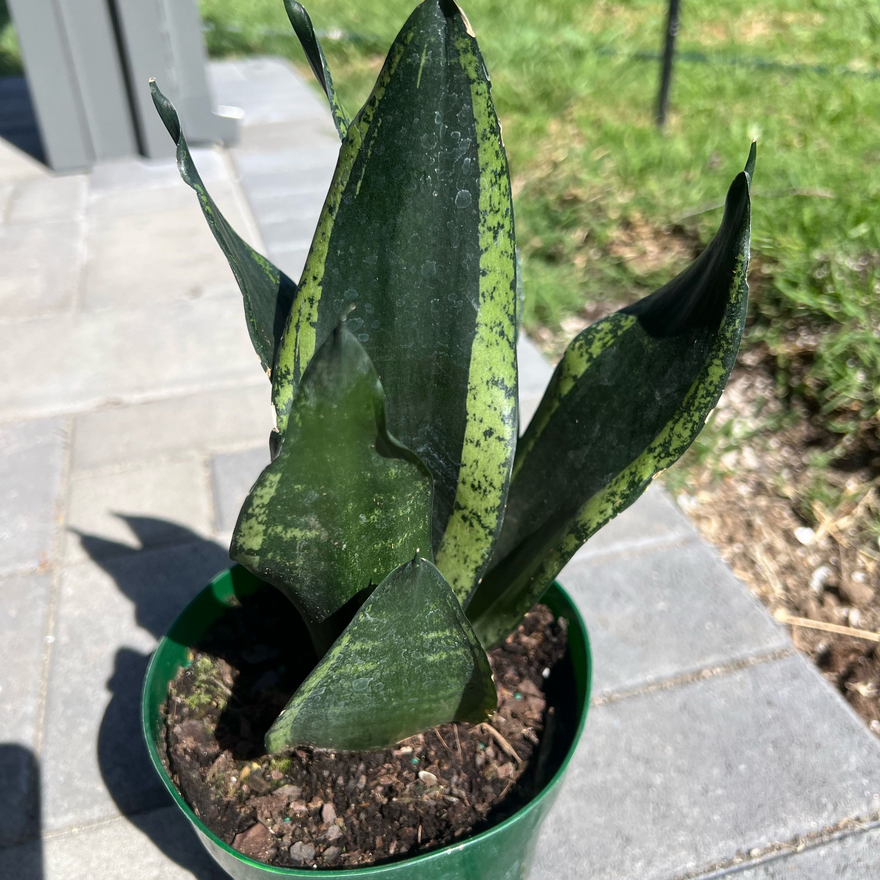 Photo of the plant species Whitney Sansevieria by @FamedLoquat70 named Shakira on Greg, the plant care app