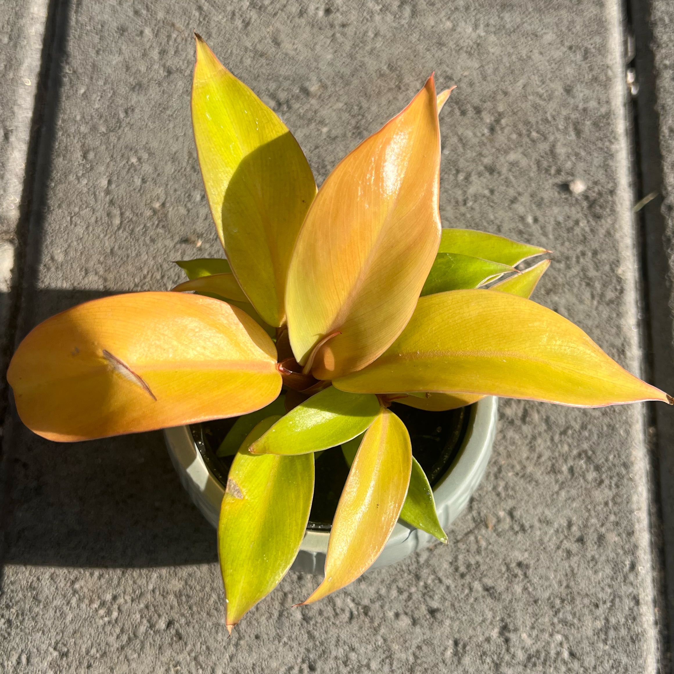 Photo of the plant species Philodendron 'Sun Red' by @FamedLoquat70 named Oscar on Greg, the plant care app