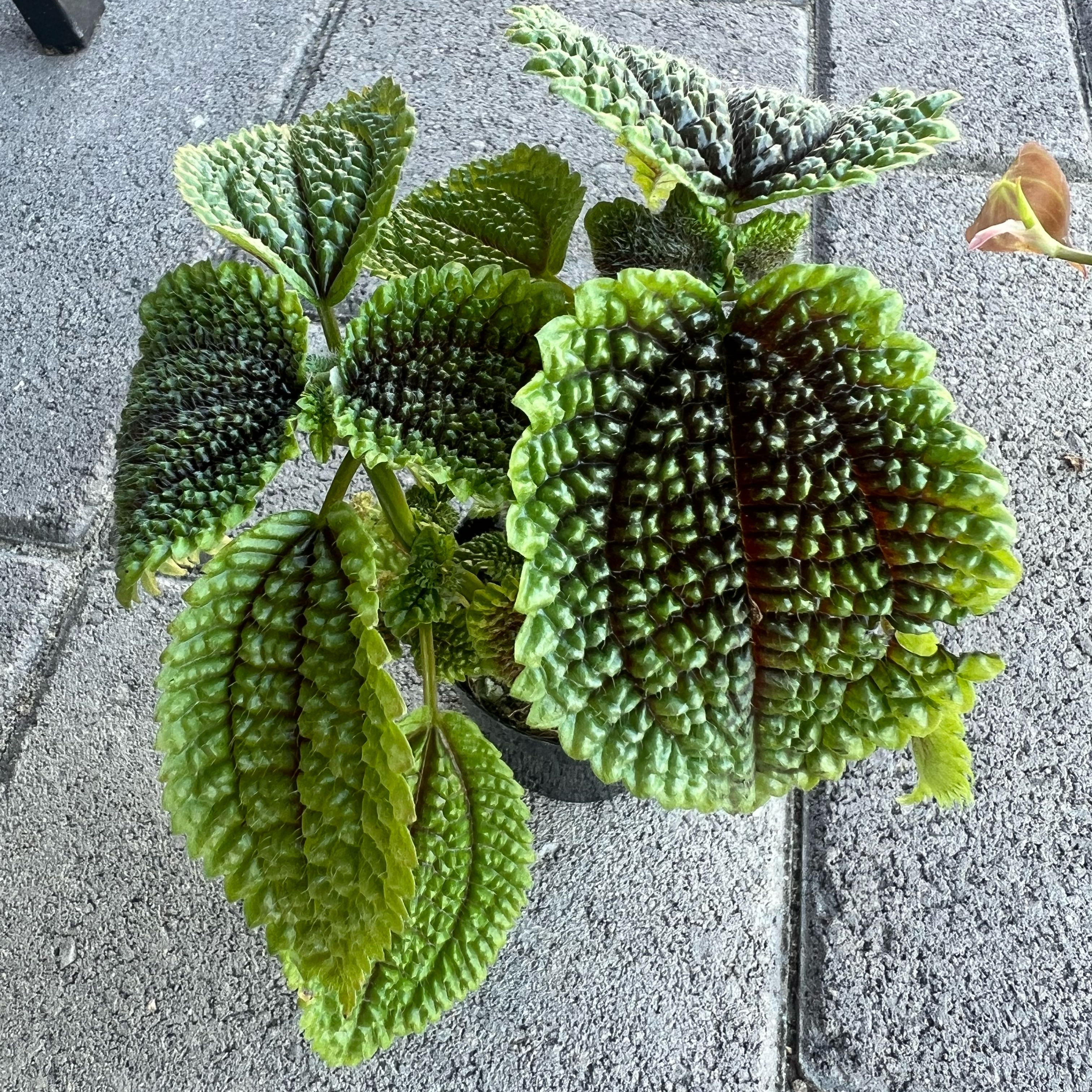 Photo of the plant species Pilea 'Moon Valley' by @FamedLoquat70 named Gregarious on Greg, the plant care app