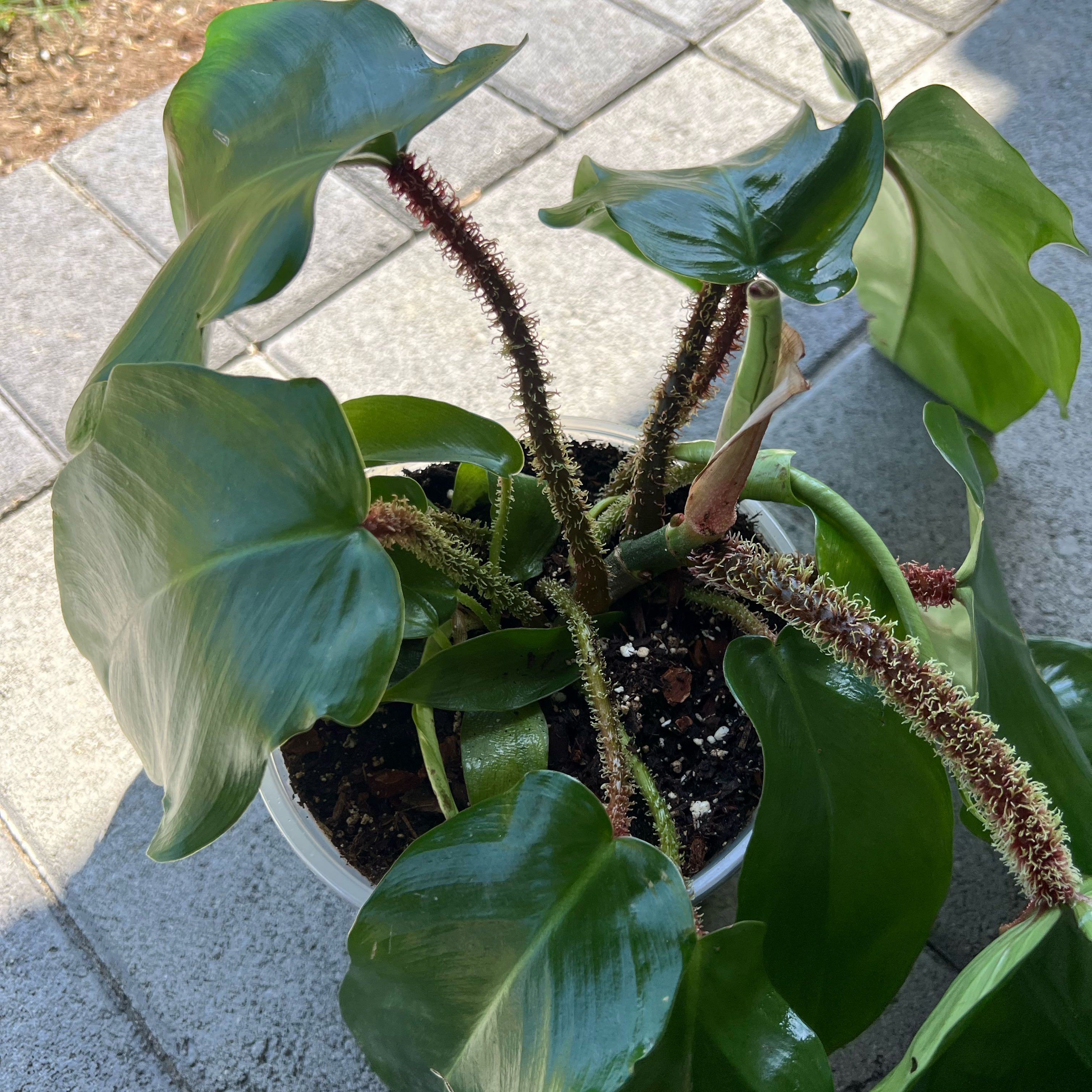 Photo of the plant species Philodendron Squamiferum by @FamedLoquat70 named Harper on Greg, the plant care app