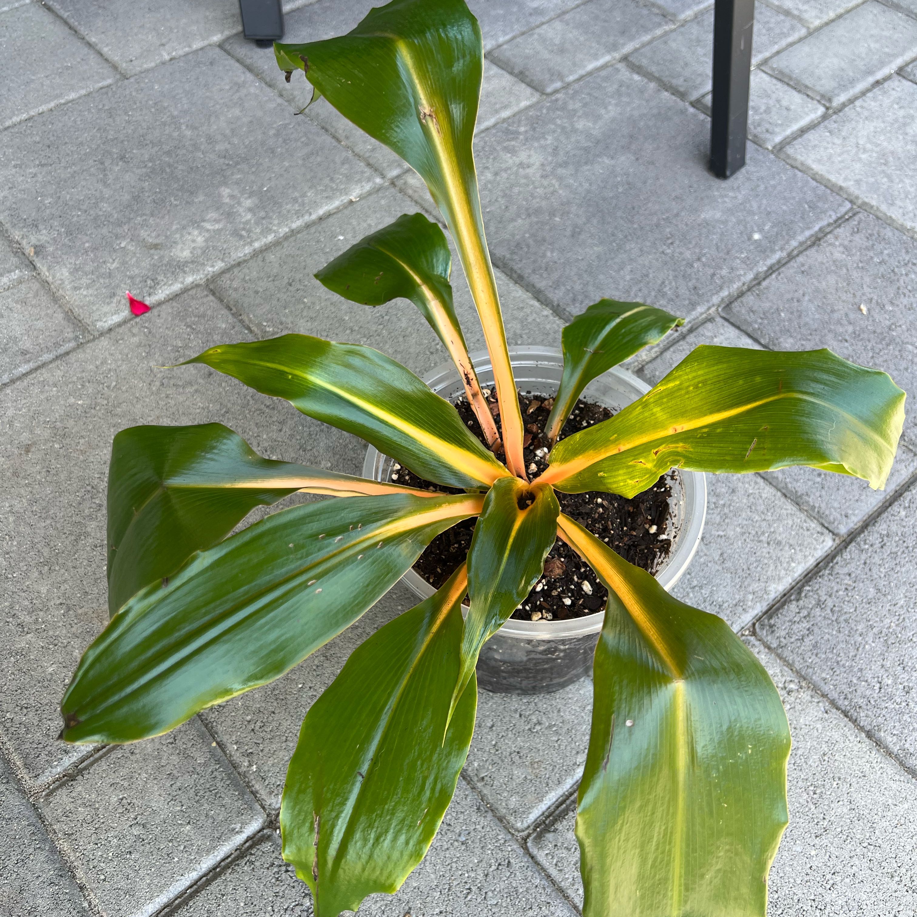 Photo of the plant species Green Orange Spider Plant by @FamedLoquat70 named Lavender on Greg, the plant care app