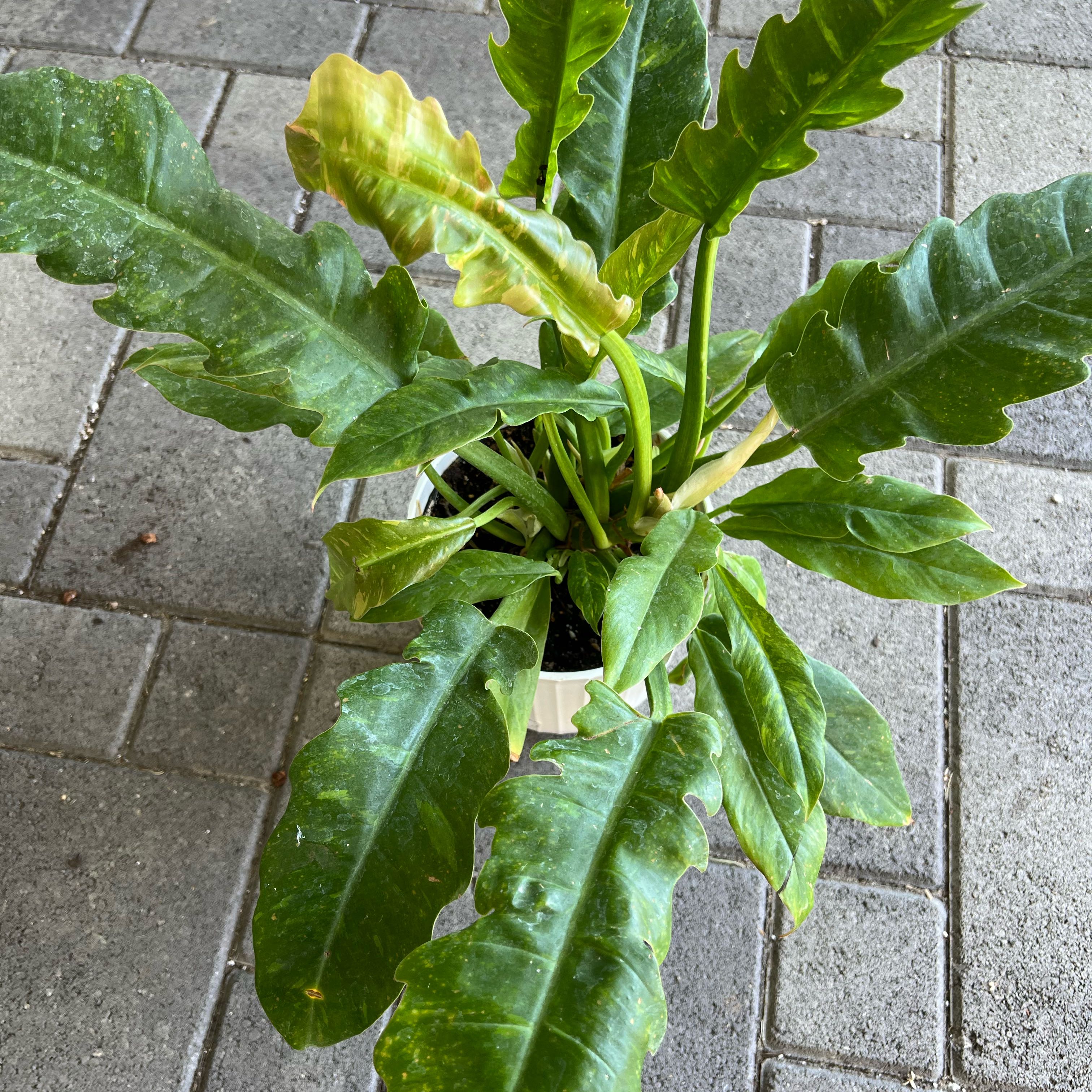 Photo of the plant species Philodendron Ring Of Fire by @FamedLoquat70 named Apollo on Greg, the plant care app