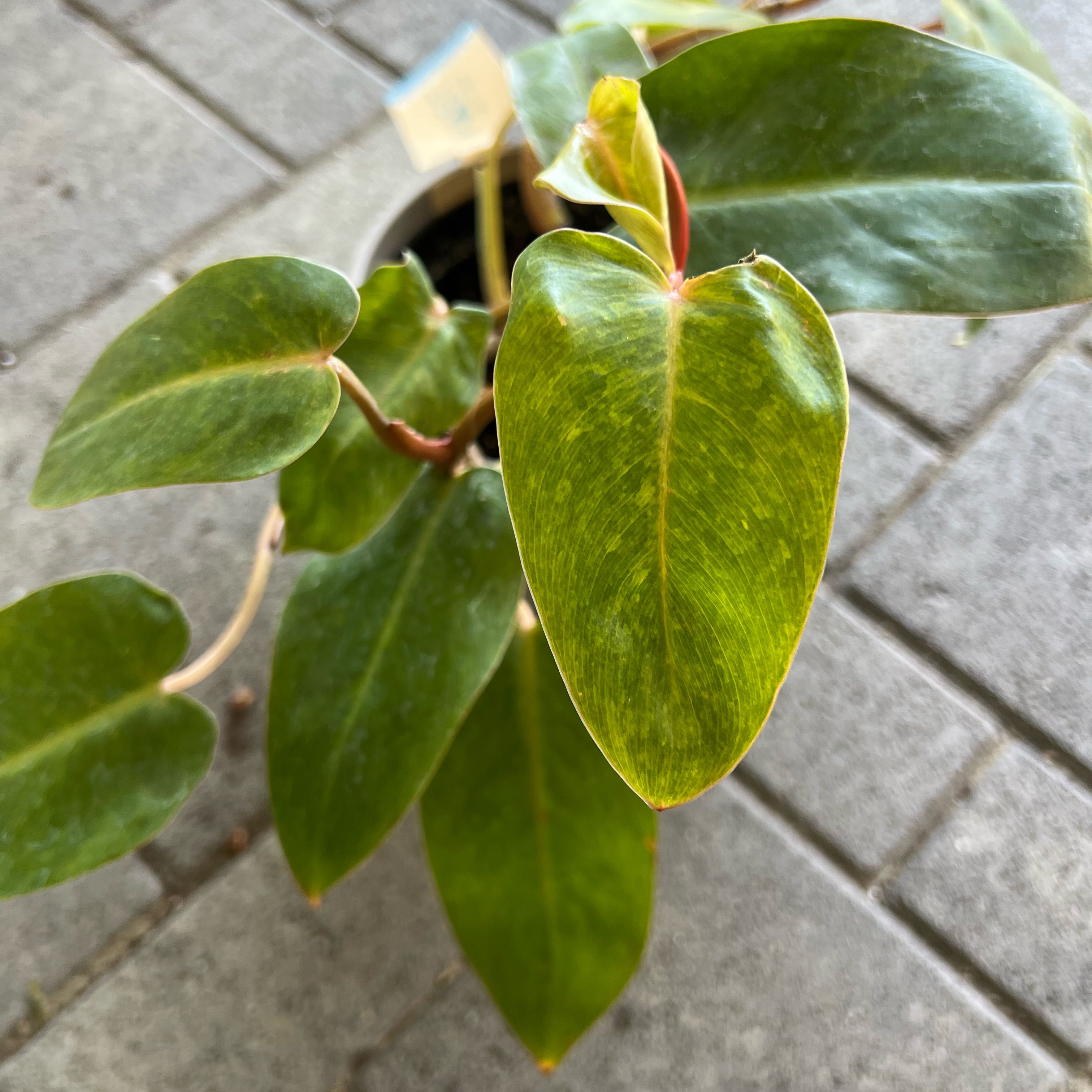 Photo of the plant species Philodendron Painted Lady by @FamedLoquat70 named Lebron on Greg, the plant care app