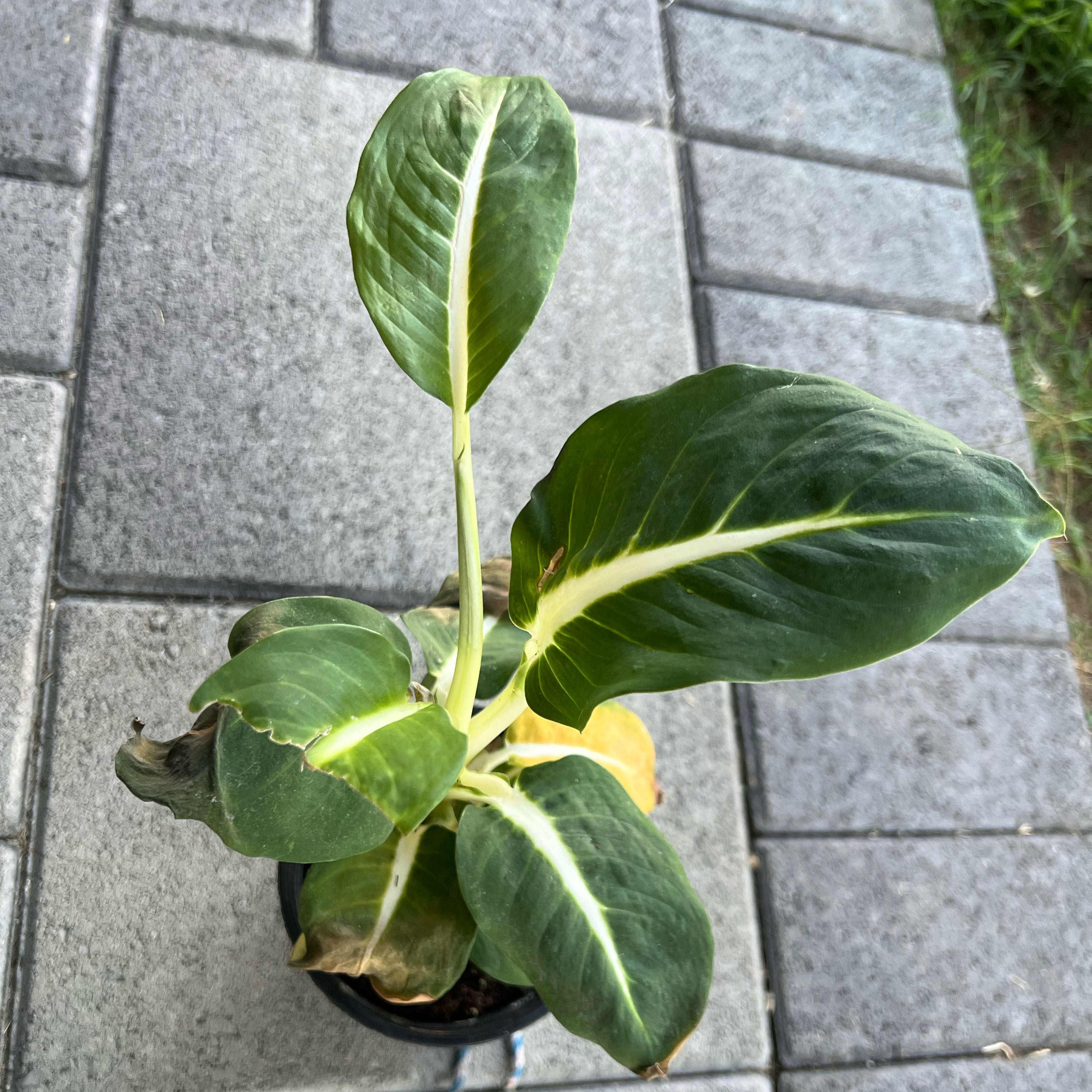 Photo of the plant species Green Magic Dumb Cane by @FamedLoquat70 named Aria on Greg, the plant care app