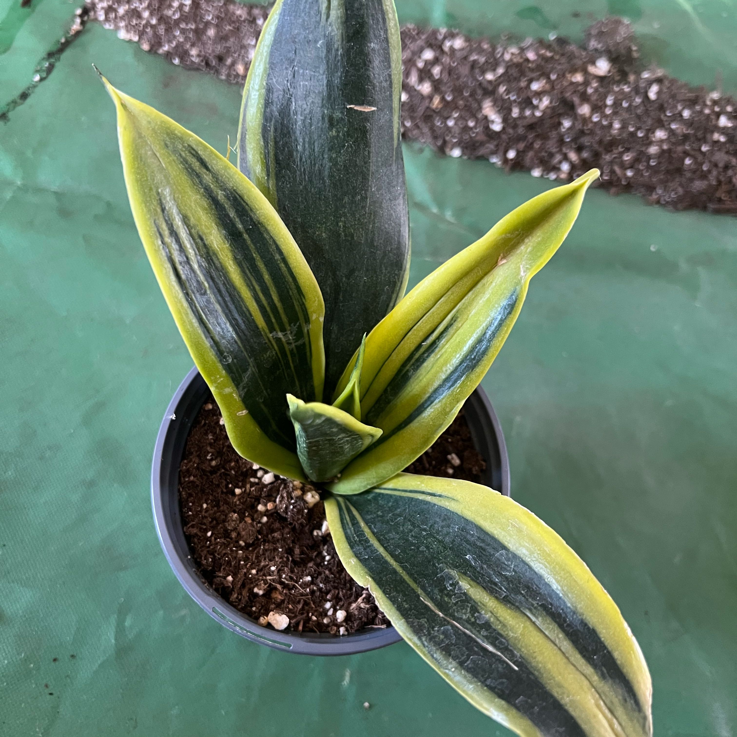 Photo of the plant species Golden Flame Snake Plant by @FamedLoquat70 named Fernie Mac on Greg, the plant care app