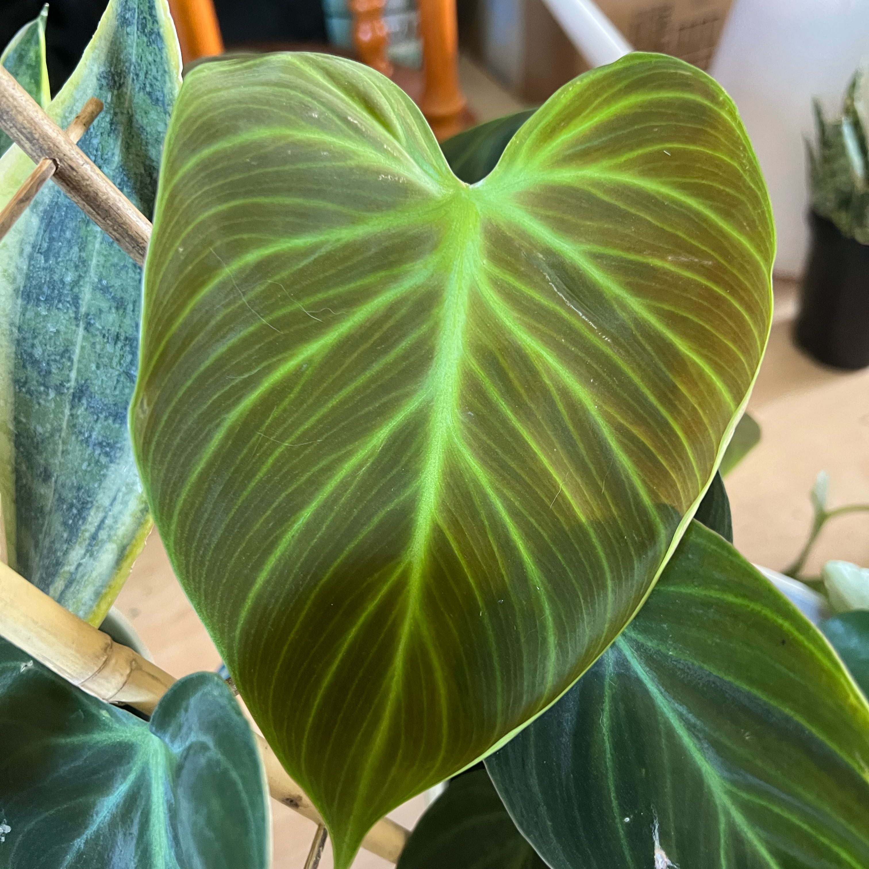 Photo of the plant species Philodendron El Choco Red by @FamedLoquat70 named Pax on Greg, the plant care app