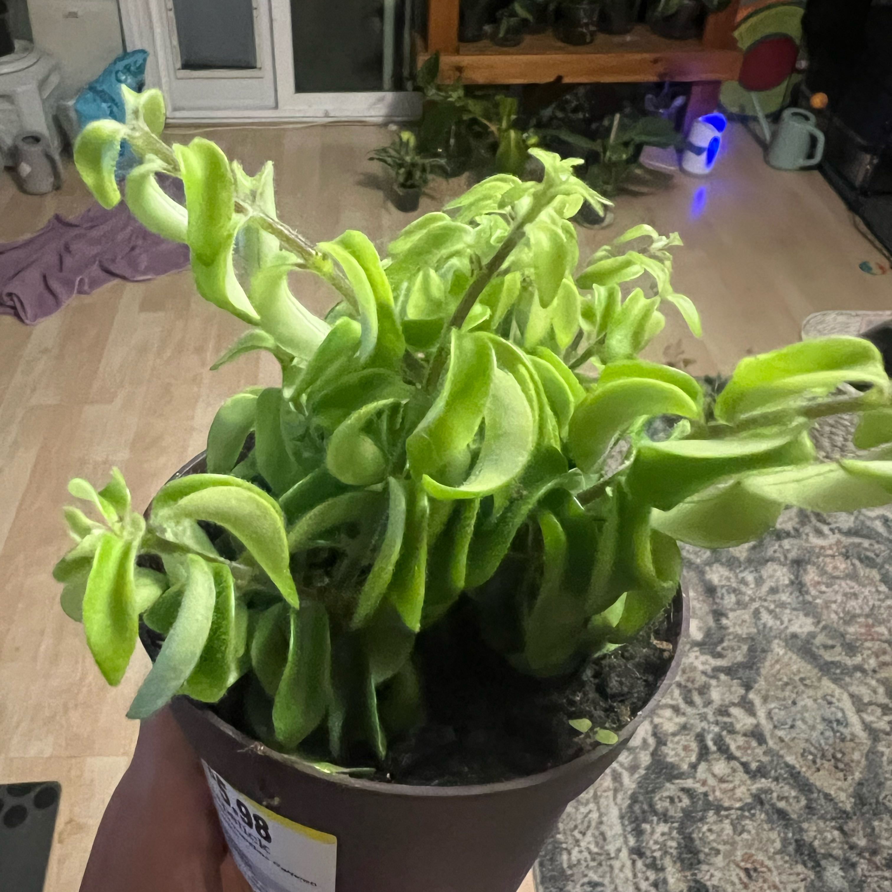 Photo of the plant species Curly Lipstick Plant by @FamedLoquat70 named Coco on Greg, the plant care app