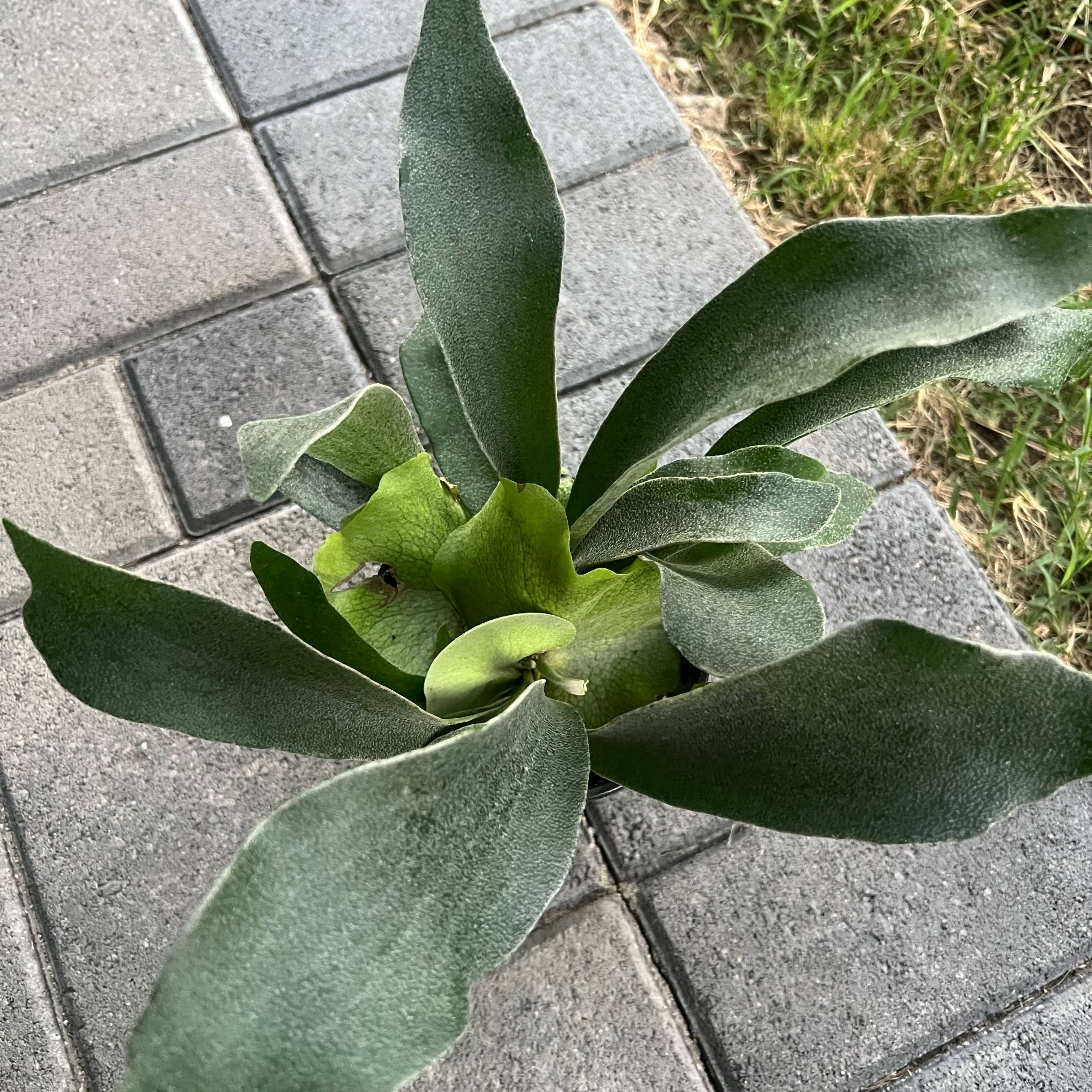 Photo of the plant species platycerium netherlands by @FamedLoquat70 named Kendall on Greg, the plant care app