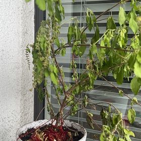 Photo of the plant species Corkscrew Willow by @SharpBladdernut named Lebron on Greg, the plant care app