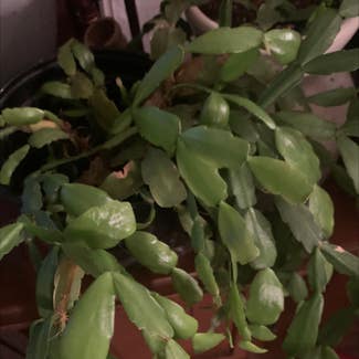 False Christmas Cactus plant in Ligonier, Pennsylvania