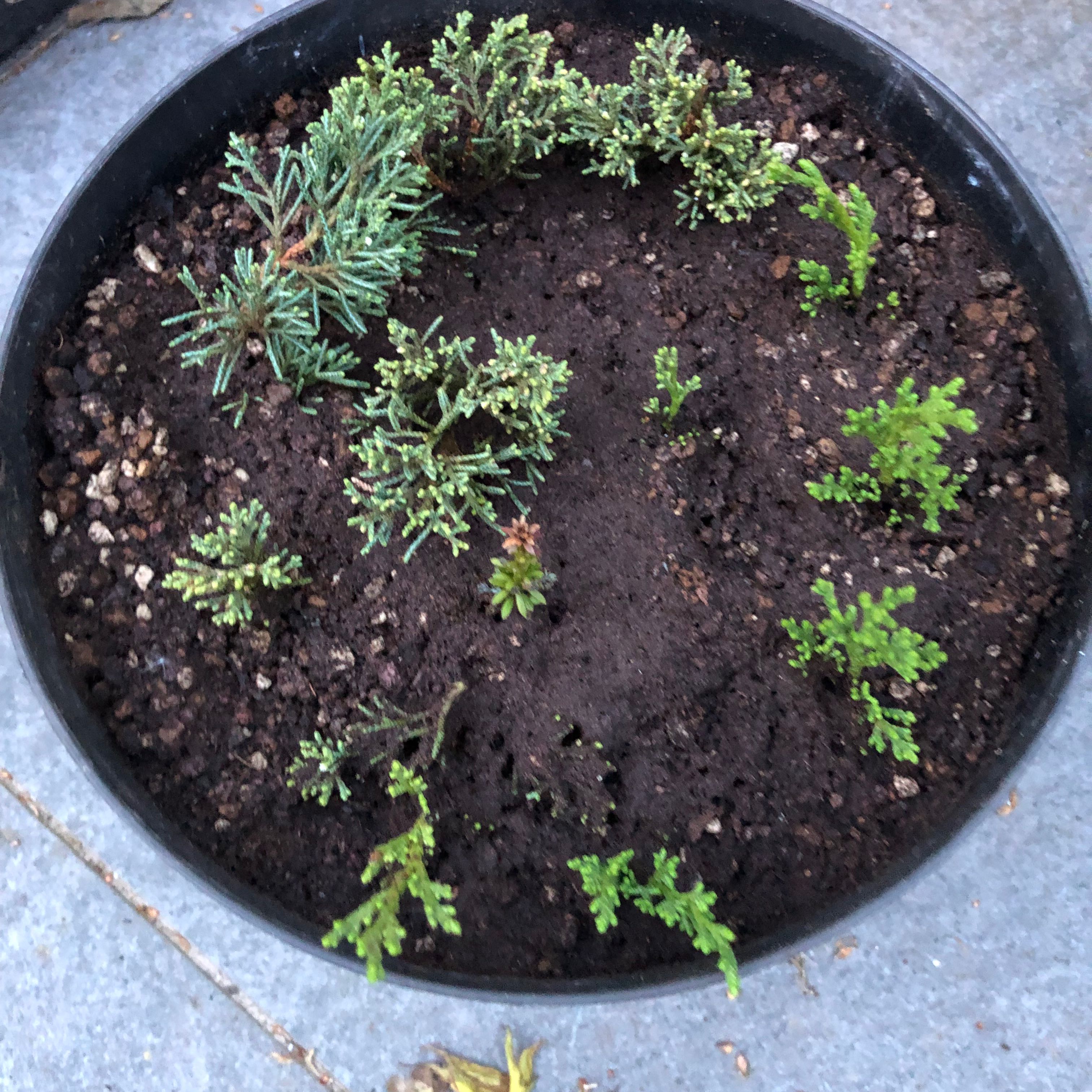 Photo of the plant species Chinese Juniper 'Itoigawa' by @HunkyBiancini50 named Plato on Greg, the plant care app