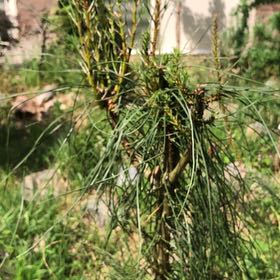 Photo of the plant species Scots Pine by @HunkyBiancini50 named Gaga on Greg, the plant care app