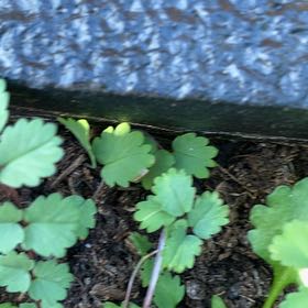 Photo of the plant species Salad Burnet by @YoungSeaoats23 named Keanu Leaves on Greg, the plant care app