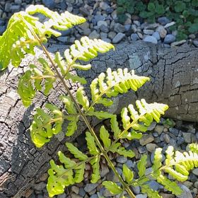 Photo of the plant species Wing Fern by @YoungSeaoats23 named Captain Plant-it on Greg, the plant care app