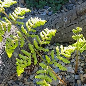 Photo of the plant species Wing Fern by @YoungSeaoats23 named Muhammad Ali on Greg, the plant care app