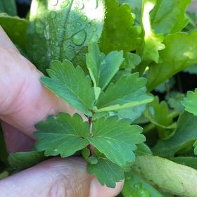 Photo of the plant species Salad Burnet by @YoungSeaoats23 named Kylie on Greg, the plant care app