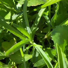 Photo of the plant species Blister Buttercup by @YoungSeaoats23 named Mochi on Greg, the plant care app