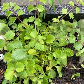 Photo of the plant species Salad Burnet by @YoungSeaoats23 named Sahara on Greg, the plant care app