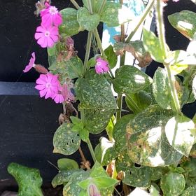 Photo of the plant species Red Campion by @YoungSeaoats23 named Planty on Greg, the plant care app