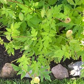 Photo of the plant species Welsh Poppy by @YoungSeaoats23 named Sol on Greg, the plant care app