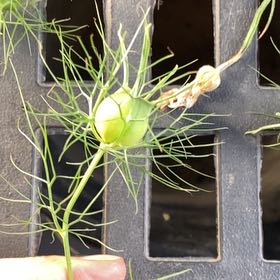 Photo of the plant species Devil in the Bush by @YoungSeaoats23 named Cleopatra on Greg, the plant care app