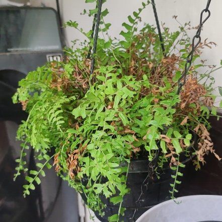 Photo of the plant species Fishtail Fern by @WinGray78 named Cleopatra on Greg, the plant care app