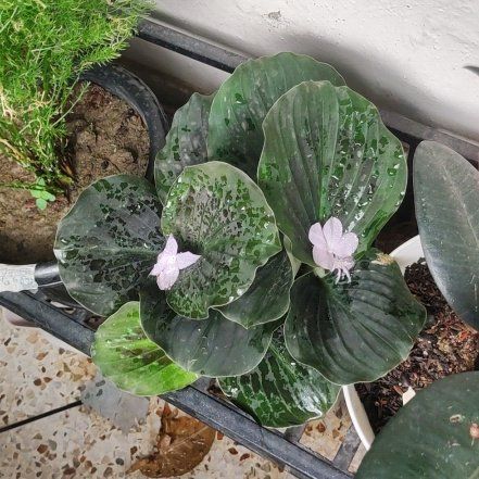 Photo of the plant species Peacock Ginger by @WinGray78 named Kendall on Greg, the plant care app