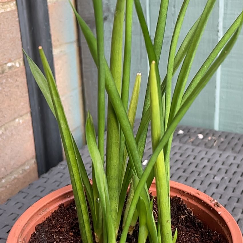 Photo of the plant species Sansevieria bacularis by @EquableBibi14 named Dolores on Greg, the plant care app