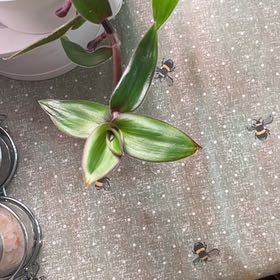 Photo of the plant species Tradescantia 'Melnikoff' by @EquableBibi14 named Athena on Greg, the plant care app