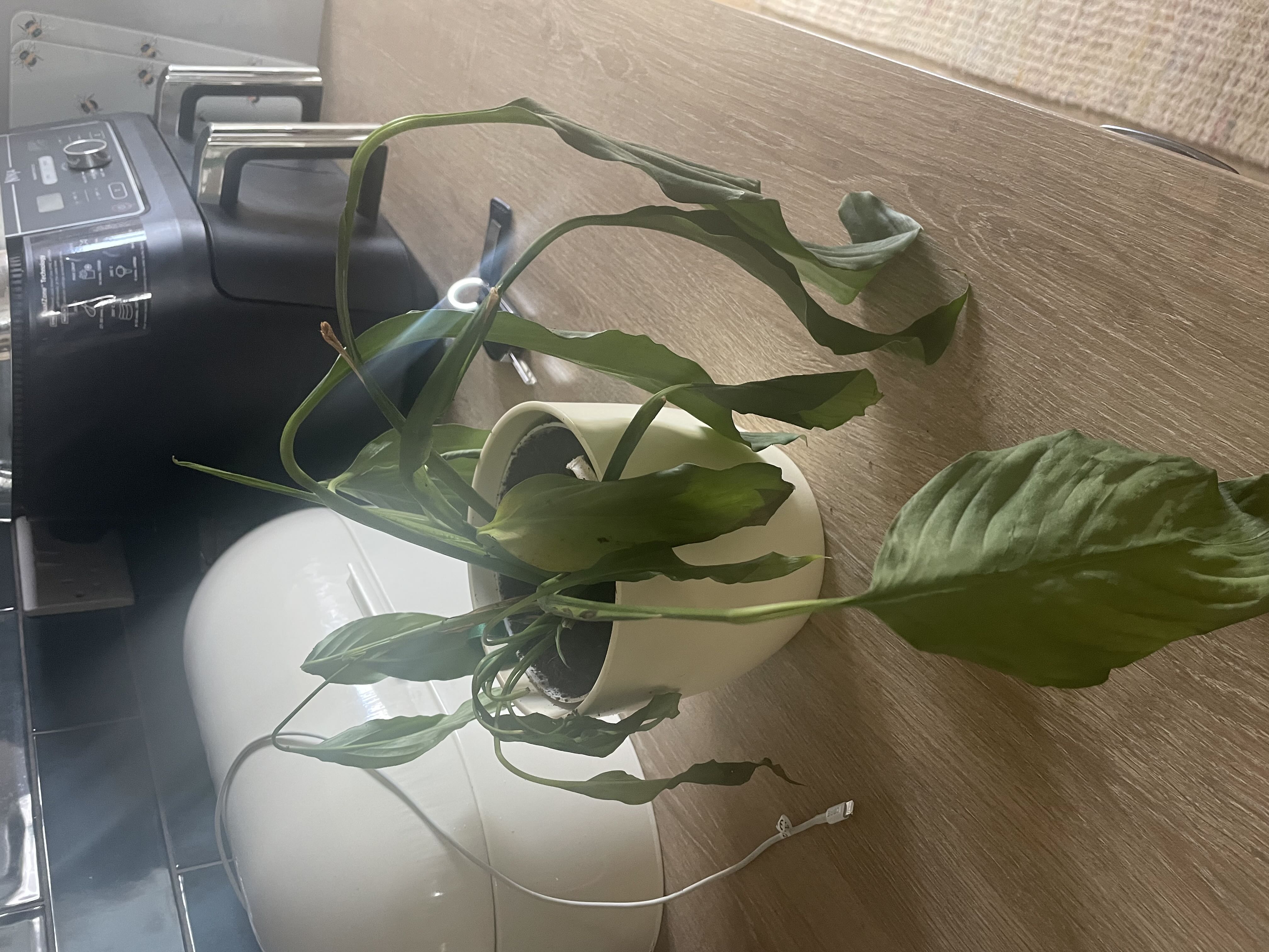 How to speed up root regrowth?