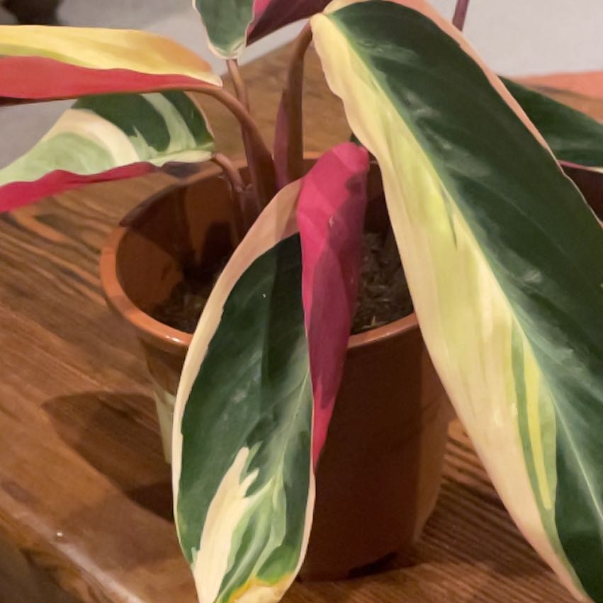 Photo of the plant species Stromanthe Triostar by @EquableBibi14 named Tree Diddy on Greg, the plant care app