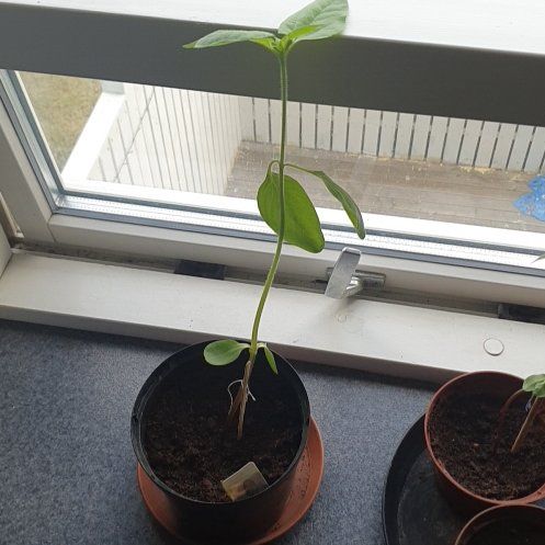 Photo of the plant species Sunflower 'Copper Queen' by @GoodNapaea32 named Maya on Greg, the plant care app
