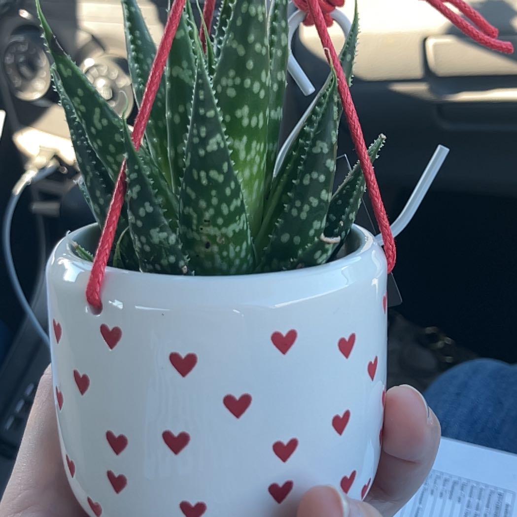 Photo of the plant species Gasteraloe by @SelectBluebill named Elle on Greg, the plant care app