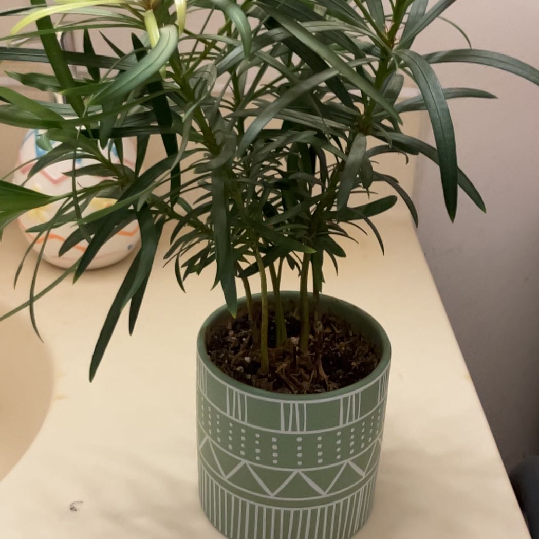 Photo of the plant species Podocarpus Plant by @SelectBluebill named Elina on Greg, the plant care app