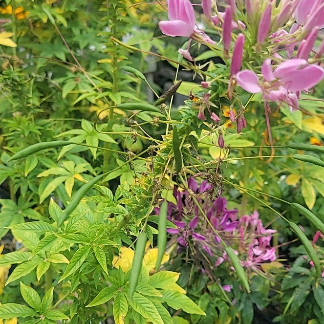 Photo of the plant species Cleome Hassleriana by @ProphetDyebush named Oscar on Greg, the plant care app