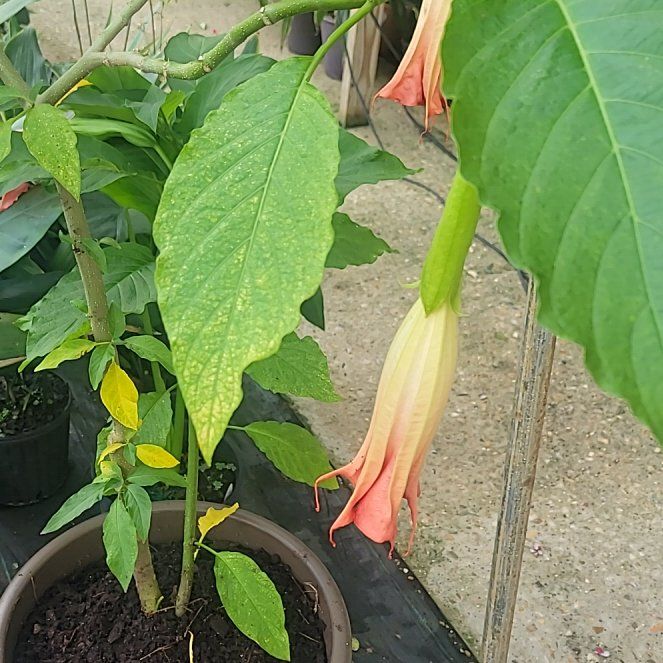 Photo of the plant species Brazil's White Angel Trumpet by @ProphetDyebush named Nithin on Greg, the plant care app