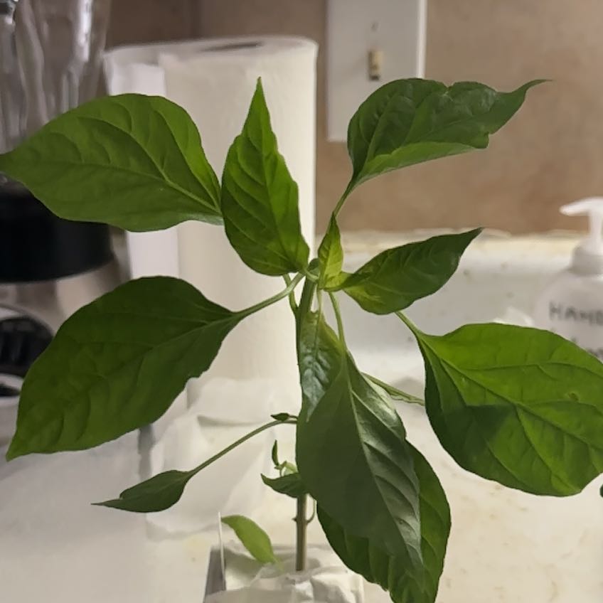 Photo of the plant species Peter Pepper by @DaintyAsarina48 named Gomez on Greg, the plant care app