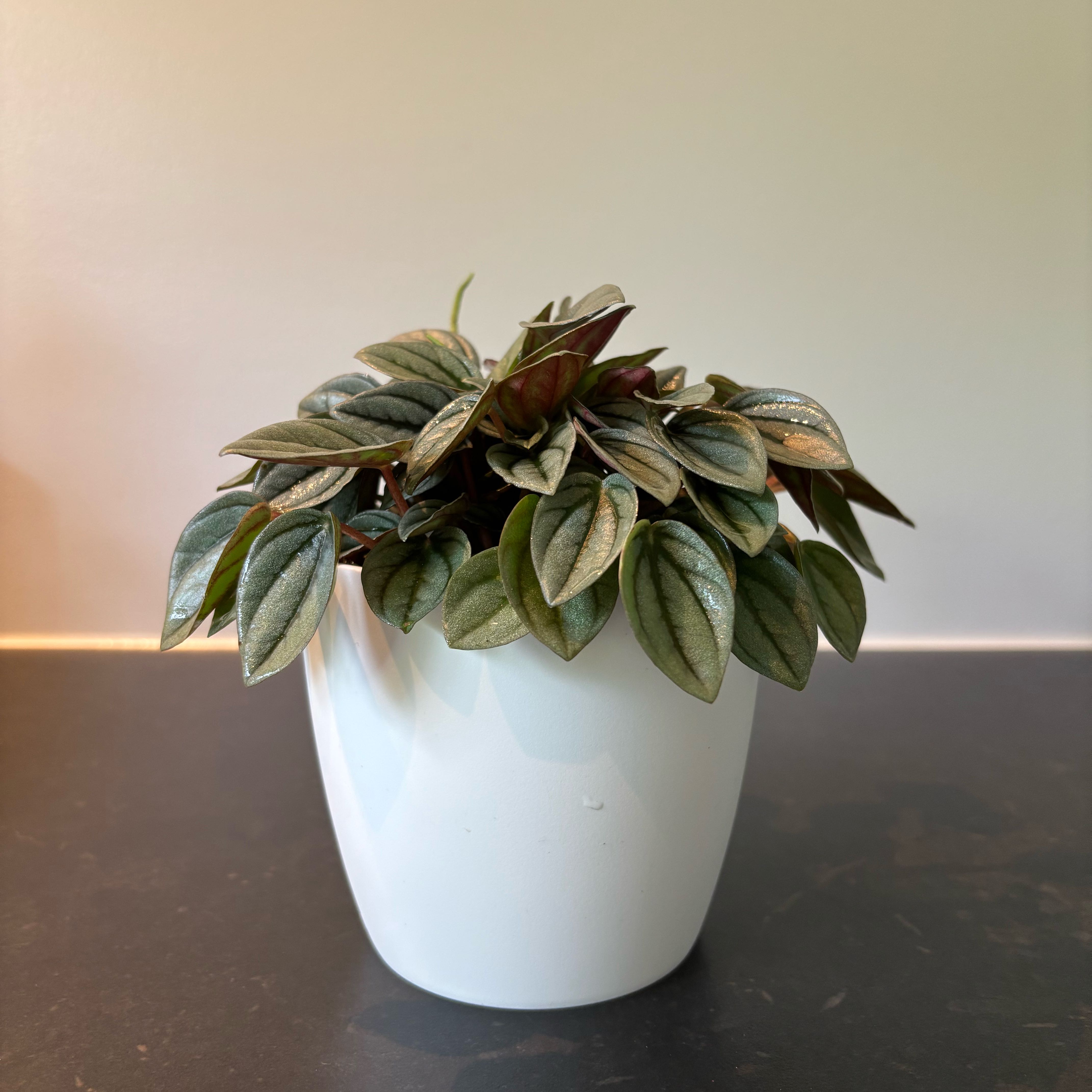Photo of the plant species Moonlight Peperomia by @FieryCorncob57 named Bodhi on Greg, the plant care app