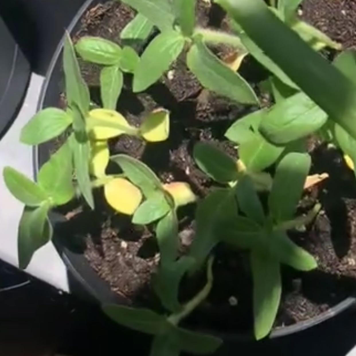 Photo of the plant species Parry's Dwarf-Sunflower by @ProphetSkyplant named Hazel on Greg, the plant care app
