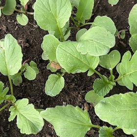 Photo of the plant species Garden Yellow Rocket by @EarthyDevilsfig named Nithin on Greg, the plant care app