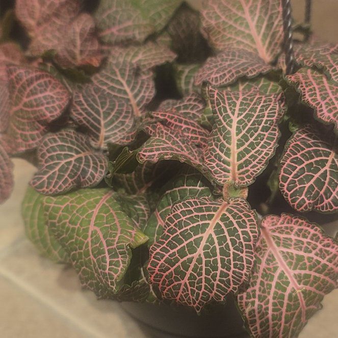 Photo of the plant species Nerve Plant by @SageEllisia36 named Emerson on Greg, the plant care app