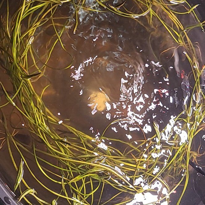 Photo of the plant species Water Lily by @EverAnnon named Lotus on Greg, the plant care app