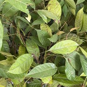 Photo of the plant species Common Buttonbush by @NovelAirplant71 named Kobe on Greg, the plant care app