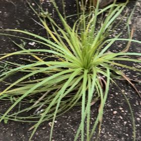 Photo of the plant species Texas Sotol by @FreeBasil75 named Gomez on Greg, the plant care app